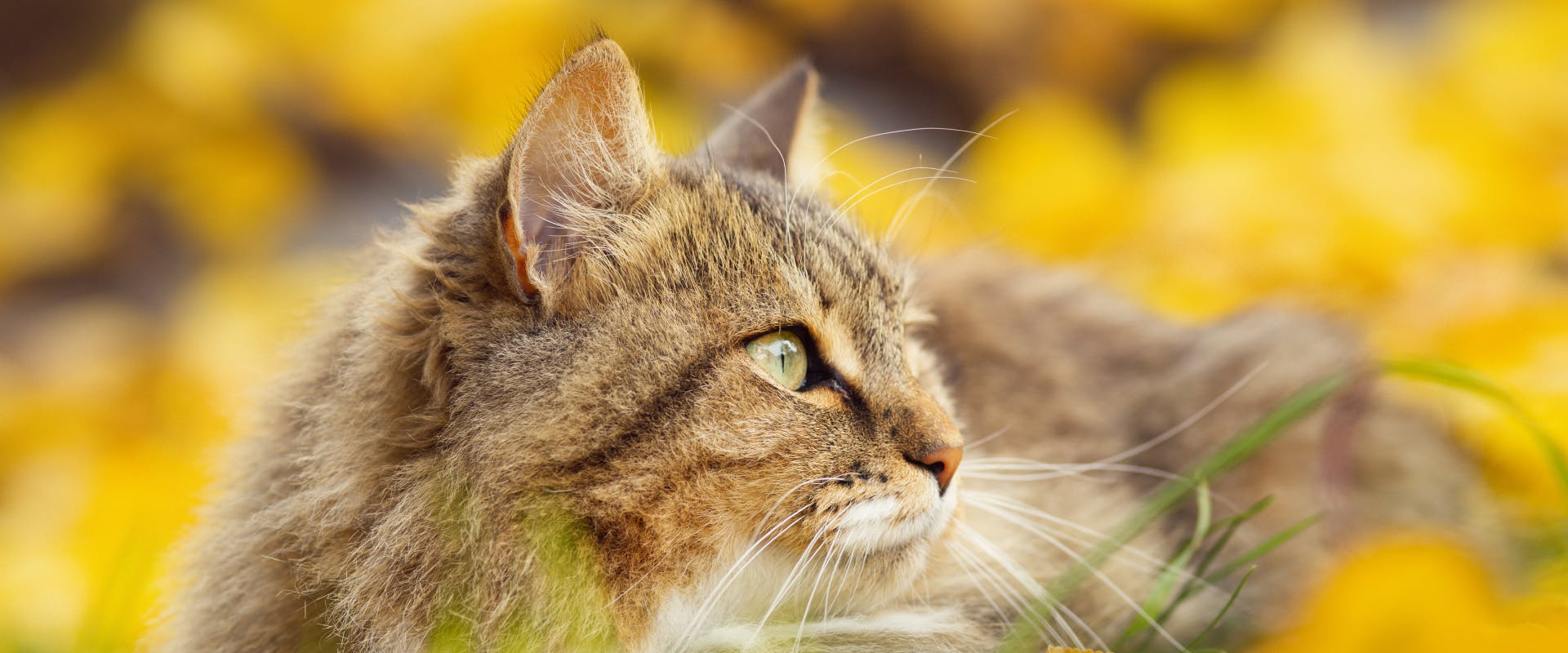 Outdoor online cat care